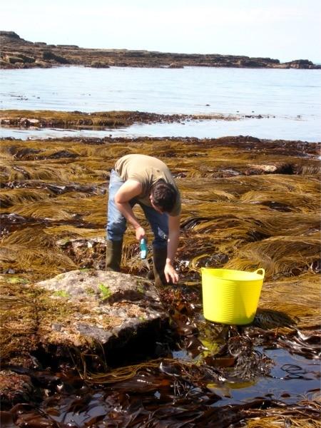 Harvesting of seaweed - for AlgAran Seaweed Products, Kilcar, Donegal, Ireland.