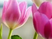 tulipano Valentino