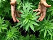 Legalizzata cannabis terapeutica Repubblica Ceca