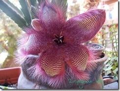 stapelia