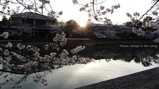 Hanami tour de force