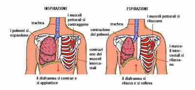 Postura: Test Muscolo Diaframma