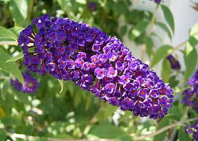 La Buddleja Davidii: la pianta amata dalle Farfalle