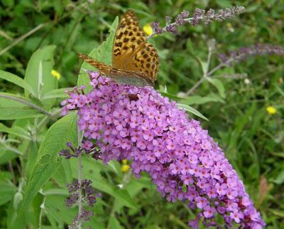 La Buddleja Davidii: la pianta amata dalle Farfalle