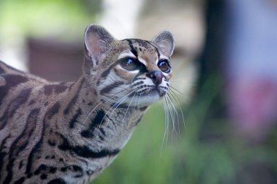 IL GATTO INDUBBIAMENTE PIù BELLO DEL MONDO!!!