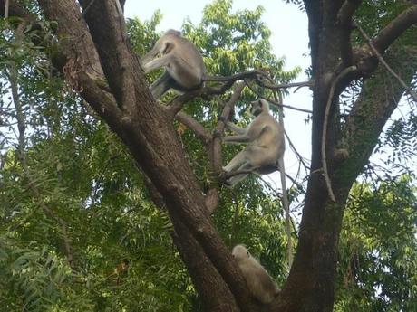 ranakpur_scimmie