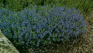 Veronica, con sfumature di rosa e blu