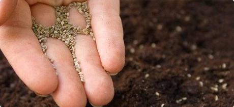 Coltivazione e cura di orti, fiori e giardini ad Aprile