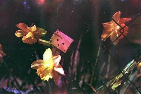 Danbo on dishwashed film Danbo on dishwashed film