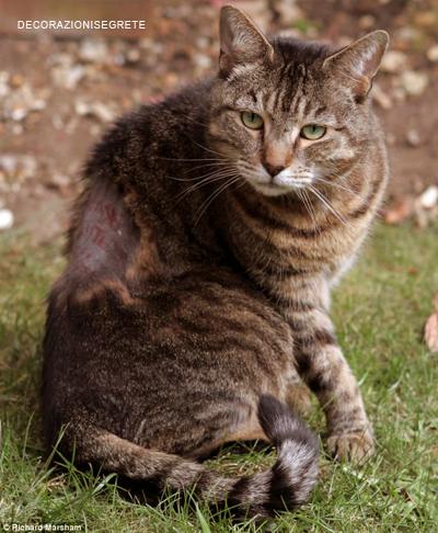 TOSANO LA SCHIENA DEL GATTO E CI SCRIVONO UN MESSAGGIO PER LA SUA PADRONA: