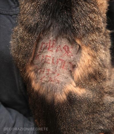 TOSANO LA SCHIENA DEL GATTO E CI SCRIVONO UN MESSAGGIO PER LA SUA PADRONA: