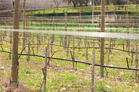 Ciliegiolo di Narni by Leonardo Bussoletti - a great wine that can speak about its country