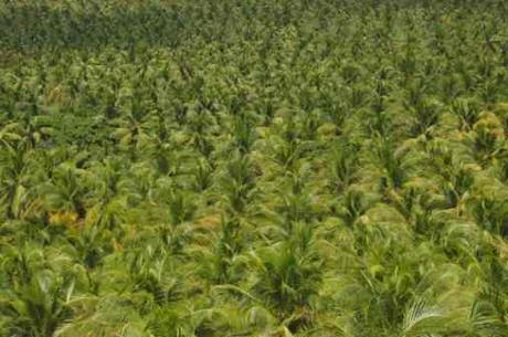 Stop all'Olio di Palma da Dicembre 2014