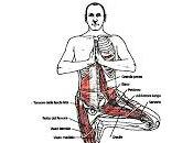 Hatha Yoga: VRKSANA postura dell’albero