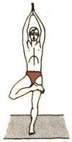 Hatha Yoga: VRKSANA - postura dell’albero