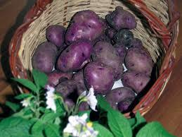 La strana patata viola e una ricetta contadina