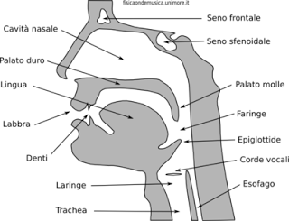 L'evoluzione del timbro vocale