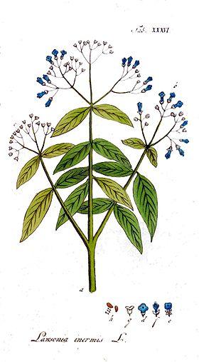 Lawsonia inermis Ypey36.jpg