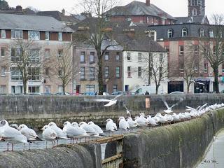 Appunti di un'italiana a Cork