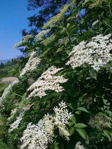 fiori di sambuco