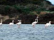 Escursione naturalistica allo stagnone Marsala