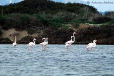 Escursione naturalistica allo stagnone di Marsala