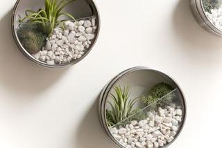 Diy: un giardino da parete! paperblog Giardino a parete
