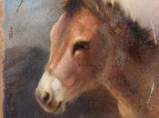 bellezza somaro
