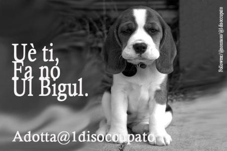 adotta@1disccupato_beagle