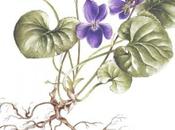 Violet botanical watercolor