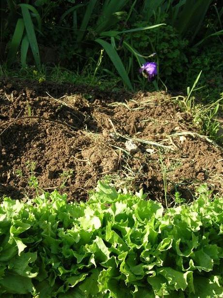 L'orto-giardino si sveglia!