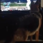 Il cane vede la partita di baseball alla tv e prova ad afferrare la palla (video)