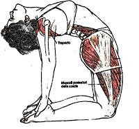 Hatha Yoga: USHTRASANA postura del cammello