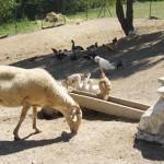 Una bellissima giornata in fattoria con i nostri bimbi!