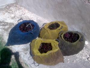 ricci-di-mare sequestrati