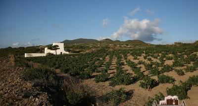 Pantelleria, nuovo allarme per i conigli che stanno divorando le viti