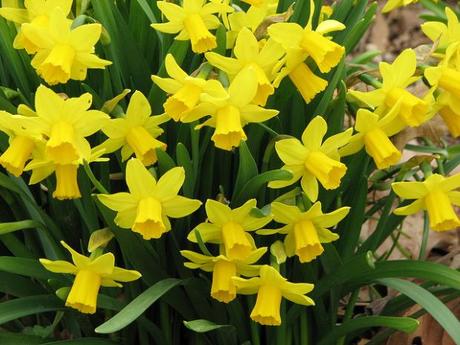 daffodil-tete-a-tete-narcissus-cyclamineus-bulbs-253-p