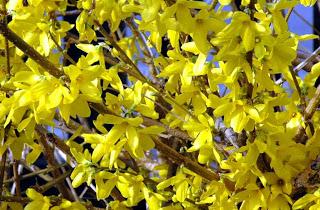 Forsizia un'esplosione di giallo