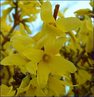 Forsizia un'esplosione di giallo