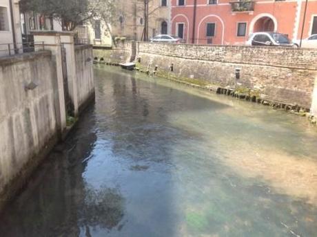 TREVISO ANIMA 2013-04-14 10.39 (37)