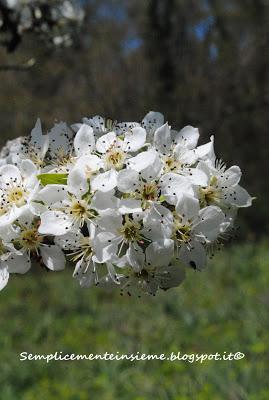 Primavera nei boschi