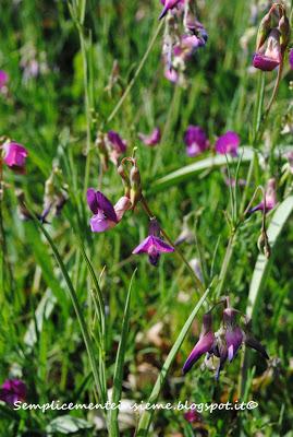 Primavera nei boschi