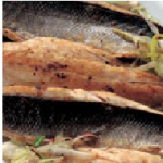 branzino all'anice stellato