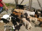 cuccioli rischiano vita Cercasi famiglie adottive volontari