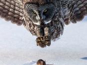 Tempismo: foto animali stanno diventare cena