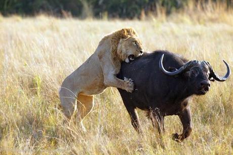 Tempismo: foto di animali che stanno per diventare cena