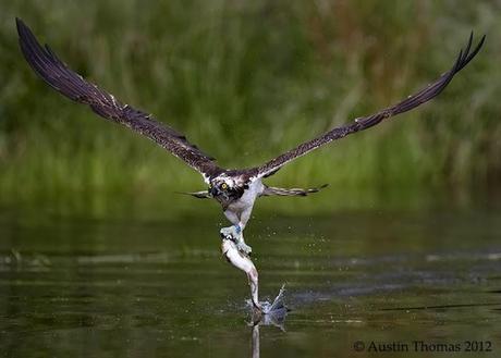 tempismo-animali-cibo-03-terapixel.jpg