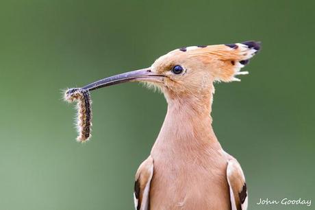Close-up of a Eurasian hoopoe (Upupa epops) with a freshly caught catapiller. Side view, soft focus green background.
