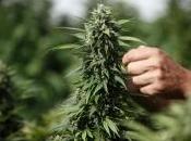 Wall Street punta sulla marijuana