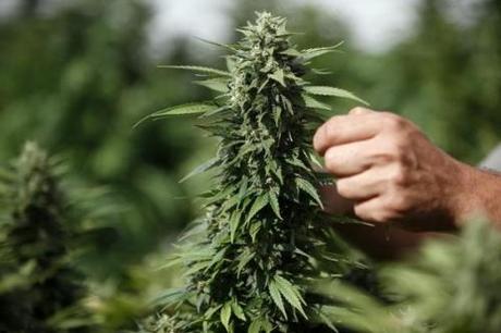 Wall Street punta sulla marijuana